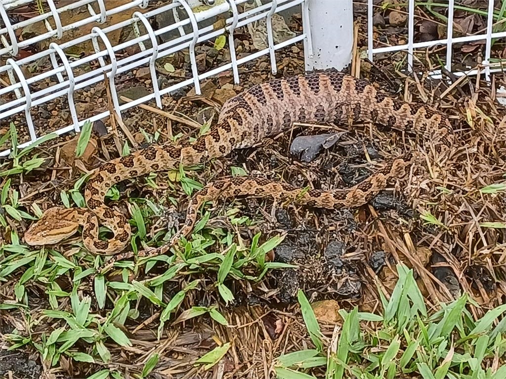 快新聞/恐怖!龜殼花侵民宅差點被當「繩索」 蛇易出沒環境動保處全說了