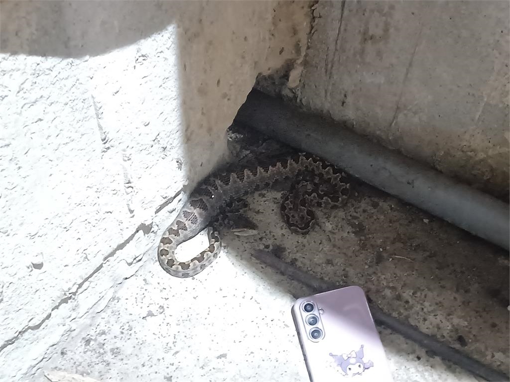 快新聞/恐怖!龜殼花侵民宅差點被當「繩索」 蛇易出沒環境動保處全說了