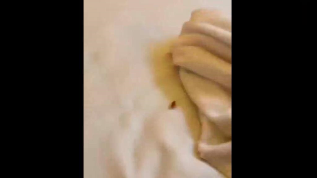 冷氣不冷！　歌詩達郵輪狀況多　小強爬上床.垃圾筒沒清