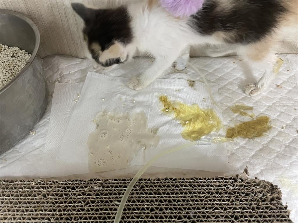 快新聞／毛孩爸媽快看！寵物嚴重過敏恐致命　 照顧方法新北動保處全說了