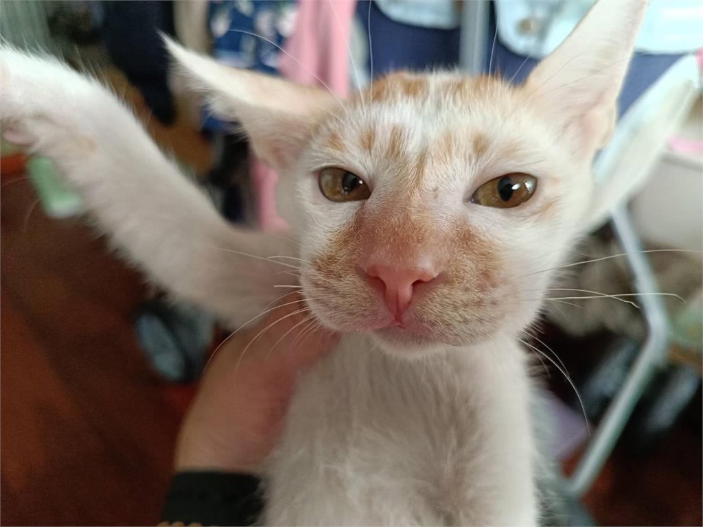 快新聞／毛孩爸媽快看！寵物嚴重過敏恐致命　 照顧方法新北動保處全說了