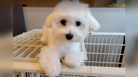 毛孩爸媽快看！寵物嚴重過敏恐致命　 照顧方法新北動保處全說了