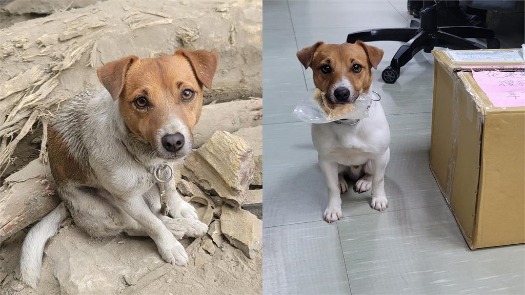 昔在花蓮大地震立功…搜救犬「小鋼砲」Wilson訓練墜樓亡！領犬員下場曝光