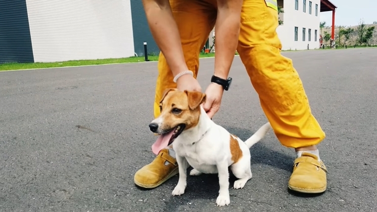 昔在花蓮大地震立功…搜救犬「小鋼砲」Wilson訓練墜樓亡!領犬員下場曝光