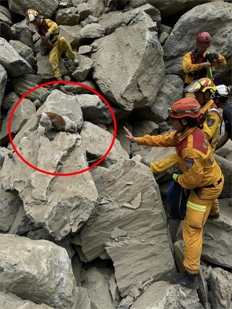 昔在花蓮大地震立功…搜救犬「小鋼砲」Wilson訓練墜樓亡!領犬員下場曝光