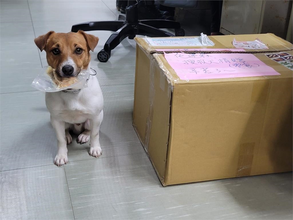 昔在花蓮大地震立功…搜救犬「小鋼砲」Wilson訓練墜樓亡!領犬員下場曝光