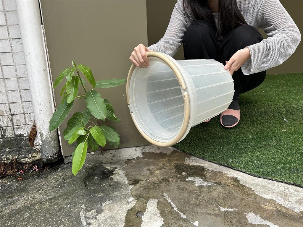 颱風才剛走 蚊子就來了!家事達人提醒「這件事」沒做等著被叮爆