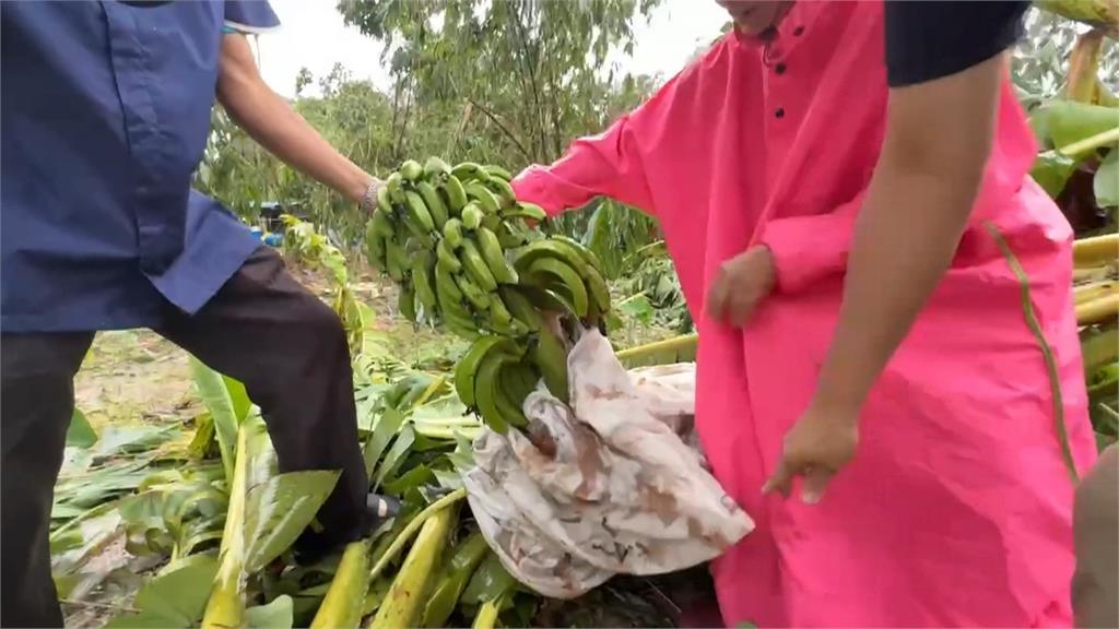 農民心淌血　丹娜絲重創梅山　蔬果全毀！無一倖免