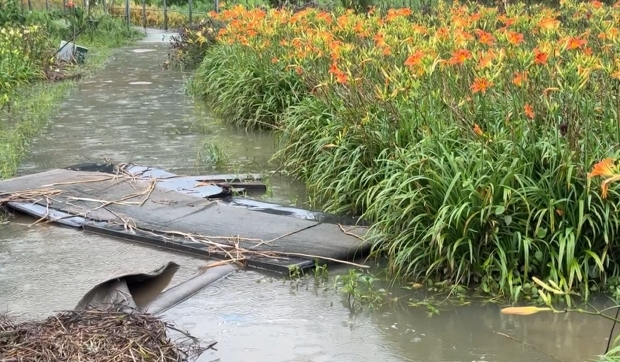金針花田變成花海 淹水畫面監視器曝光