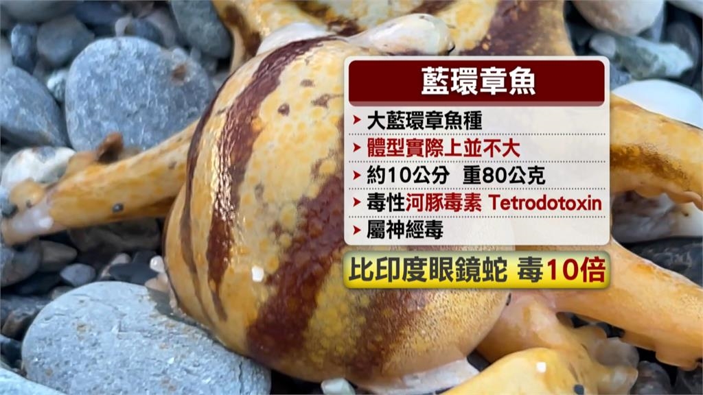 高雄男買芥末章魚吃一半疑見「劇毒藍環」　嘴麻掛急診　醫師：沒解藥