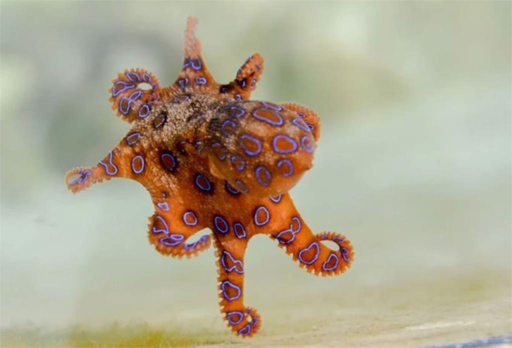 嗑芥末章魚驚見「藍環章魚觸腳」秒衝急診！醫一看搖頭了：這無藥可救