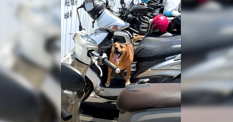 年邁米克斯犬高溫曝曬致熱衰竭過世! 動保處裁罰飼主