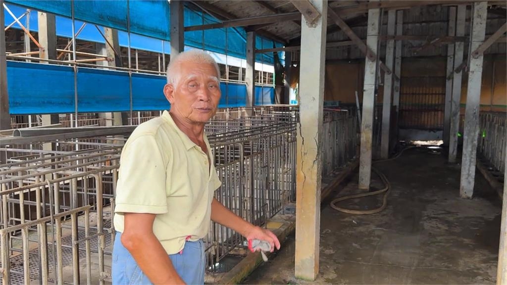 嘉義豬舍疑漏電「上百隻豬遭電死」　　縣府會勘目睹「豬淒厲慘叫」