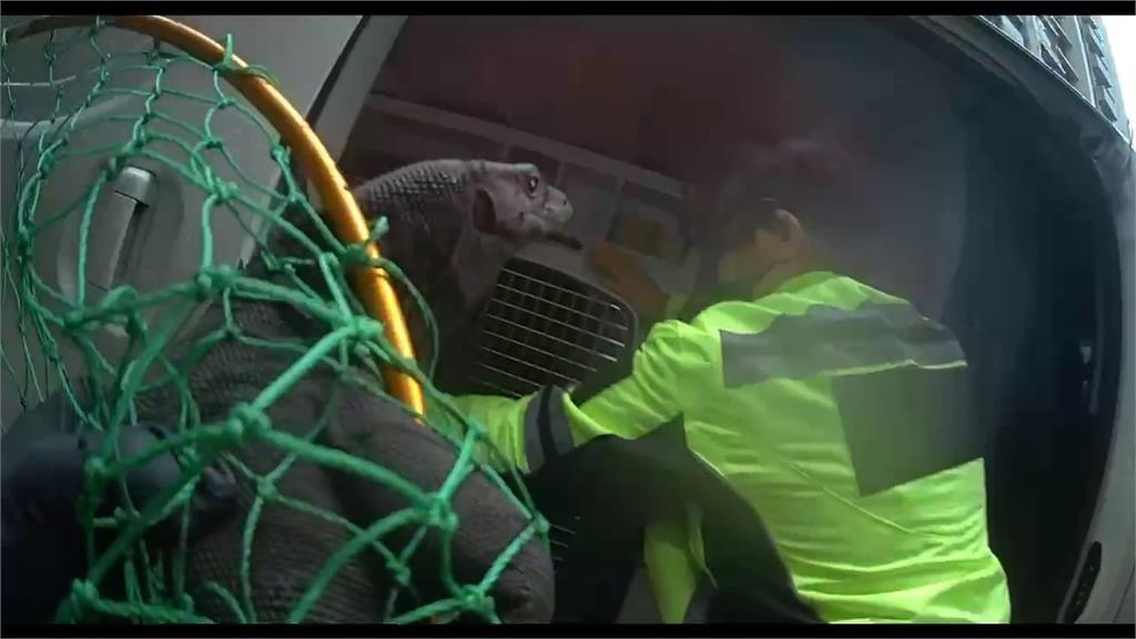 竹北街頭驚見哥吉拉！　黑澤巨蜥逛大街　動保所急尋主人