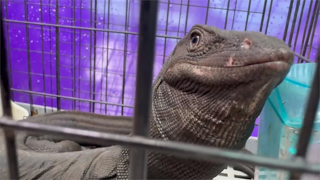 竹北街頭驚見哥吉拉! 黑澤巨蜥逛大街 動保所急尋主人