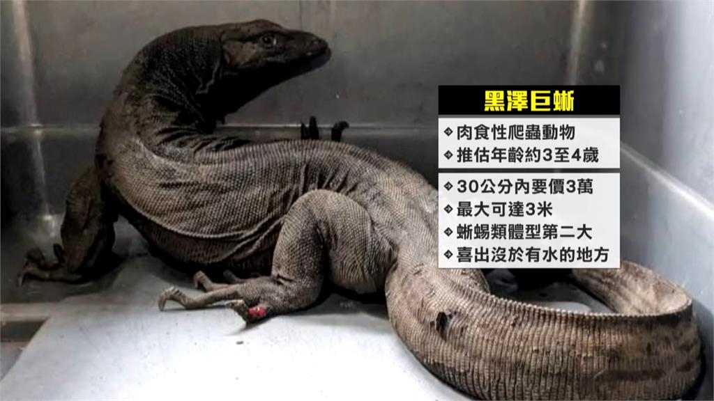 竹北街頭驚見哥吉拉! 黑澤巨蜥逛大街 動保所急尋主人