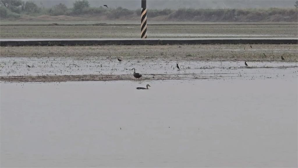 金門豪大雨成水都！　近500公頃高粱田淹沒　契作全泡湯