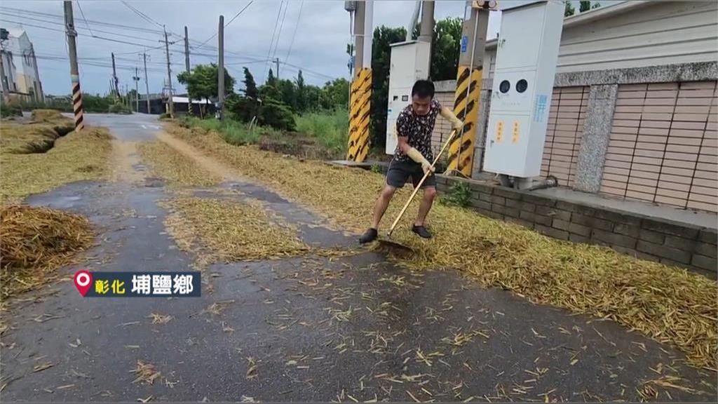 欲哭無淚！　彰化百香果、火龍果農趁雨停緊急採收