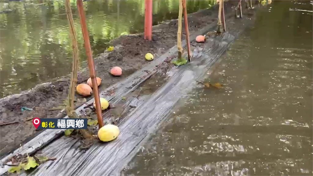 欲哭無淚! 彰化百香果、火龍果農趁雨停緊急採收