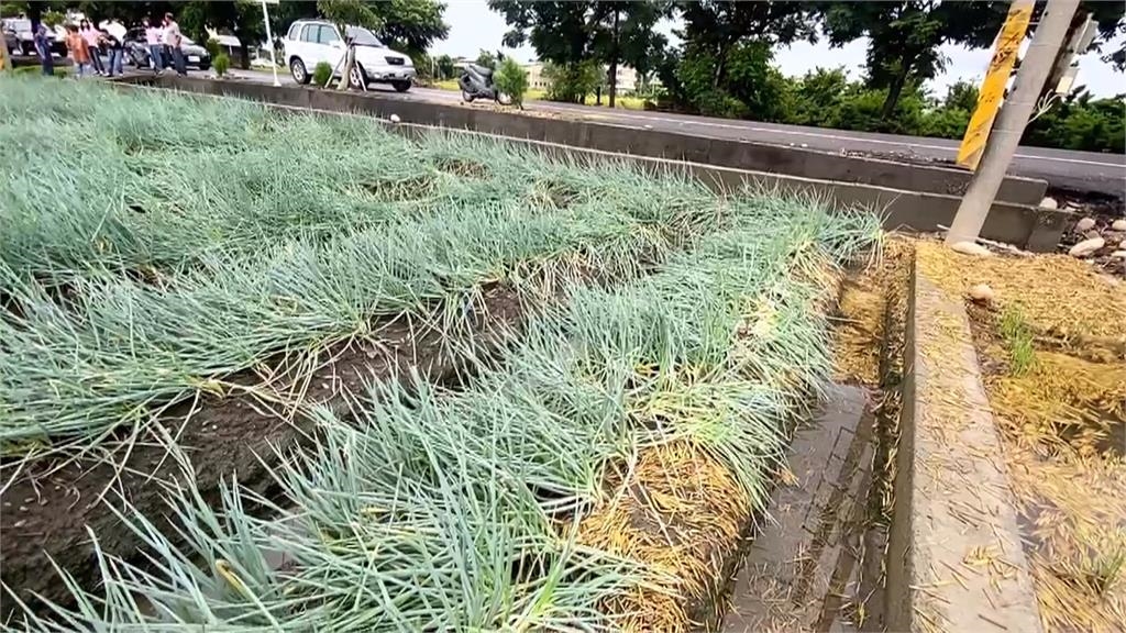 欲哭無淚! 彰化百香果、火龍果農趁雨停緊急採收