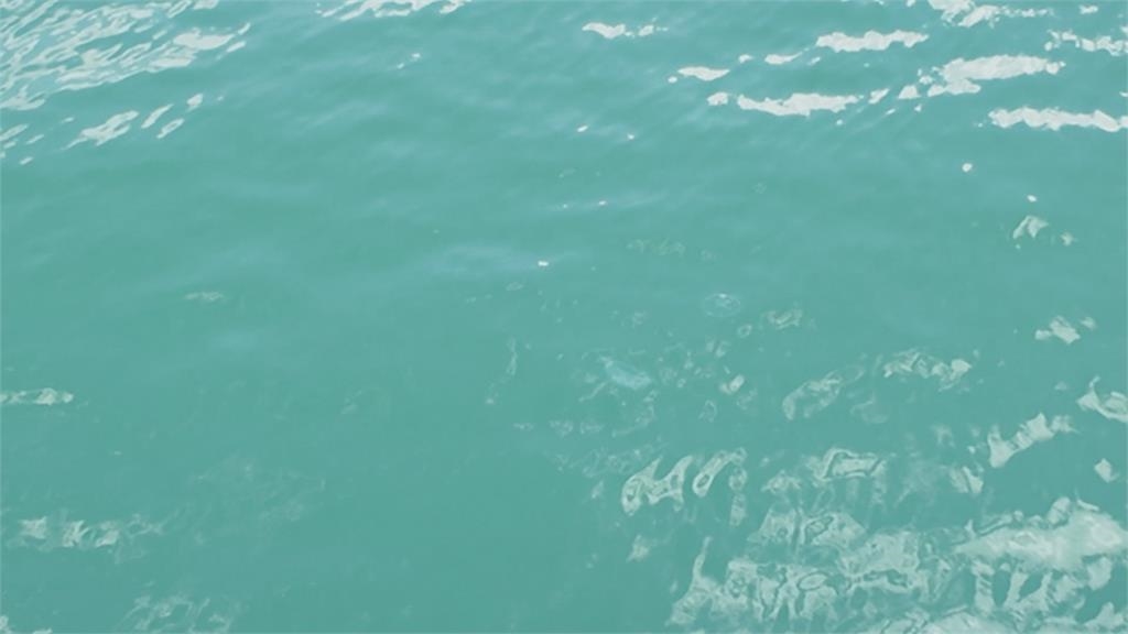 壯觀！「水母大軍」塞爆花蓮港　專家籲關注生態影響