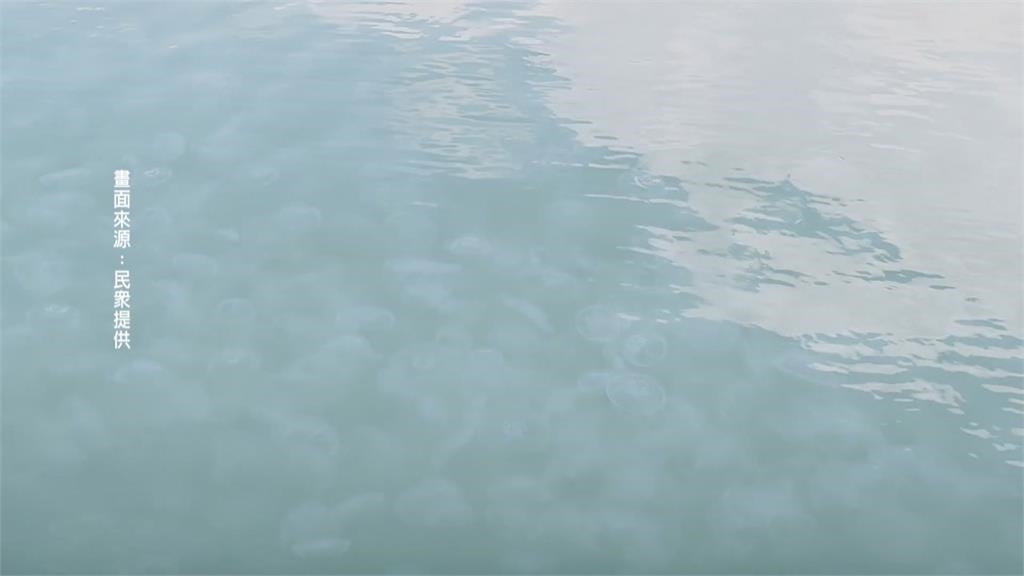 壯觀!「水母大軍」塞爆花蓮港 專家籲關注生態影響