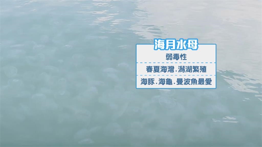 壯觀!「水母大軍」塞爆花蓮港 專家籲關注生態影響