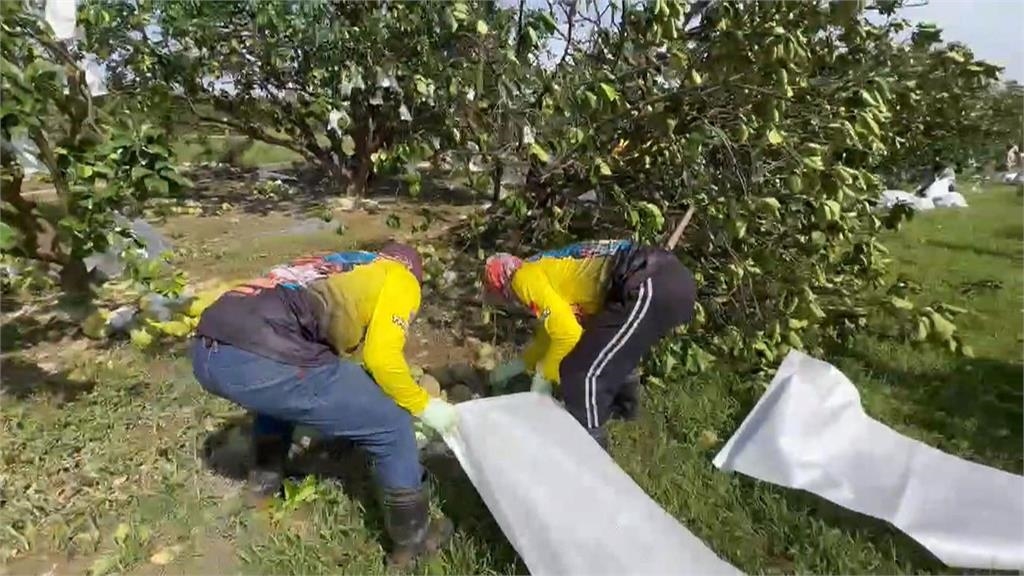 颱風重創麻豆毀文旦！　11位暖心泰籍移工挺進災區助清理