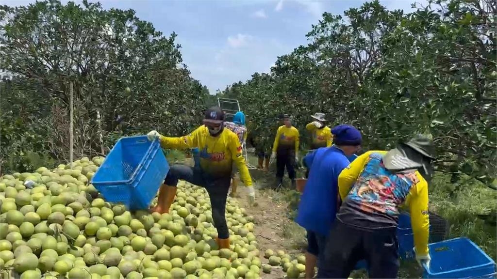 颱風重創麻豆毀文旦! 11位暖心泰籍移工挺進災區助清理