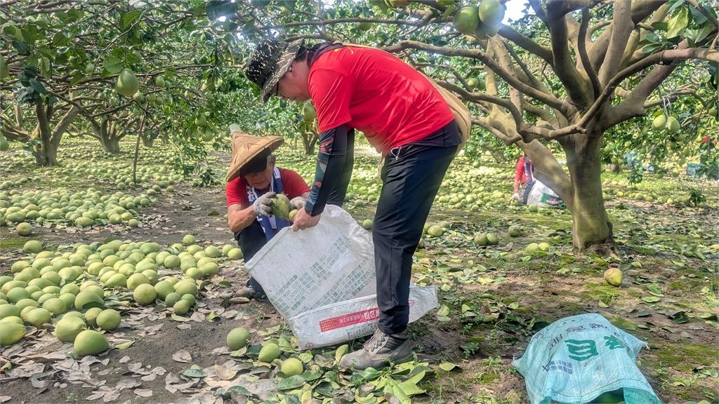 丹娜絲颱風台南文旦損失慘 台灣女婿吉雷米號召民眾撿落果