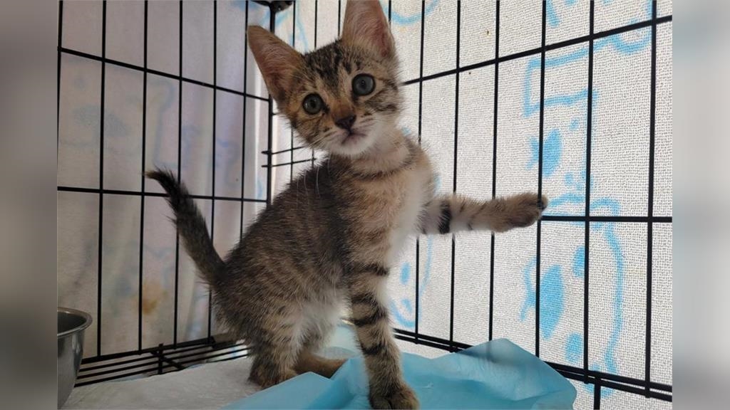 善的循環！收到「價值上百萬」援助物資　北市動保處深表謝意