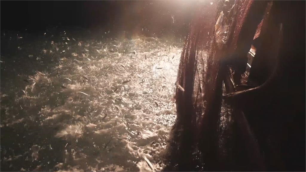 澎湖驚見「滿滿青鱗魚竄跳」場景如蝗蟲過境！釣客傻眼爽撈一整桶