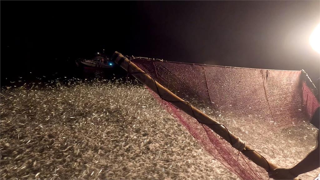 澎湖驚見「滿滿青鱗魚竄跳」場景如蝗蟲過境!釣客傻眼爽撈一整桶