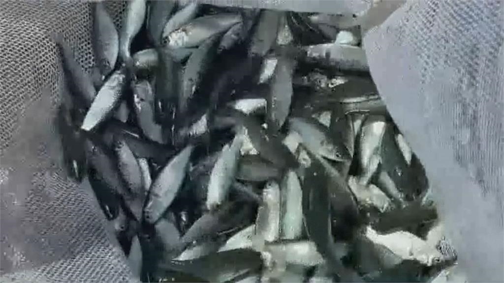 澎湖驚見「滿滿青鱗魚竄跳」場景如蝗蟲過境!釣客傻眼爽撈一整桶