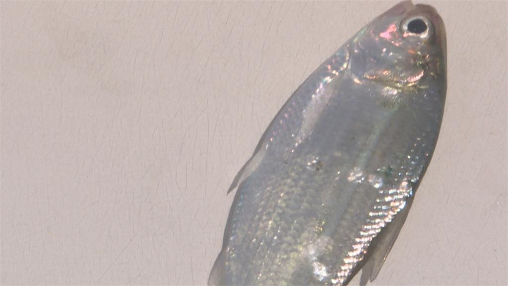 澎湖驚見「滿滿青鱗魚竄跳」場景如蝗蟲過境!釣客傻眼爽撈一整桶