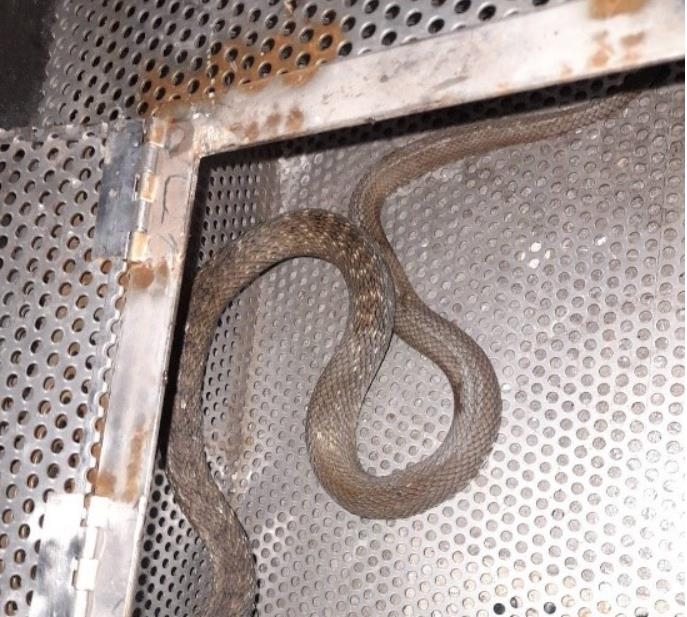 快新聞／蛇出沒注意！今年新北市捕蛇案大增　「這3種」蛇類通報案最多