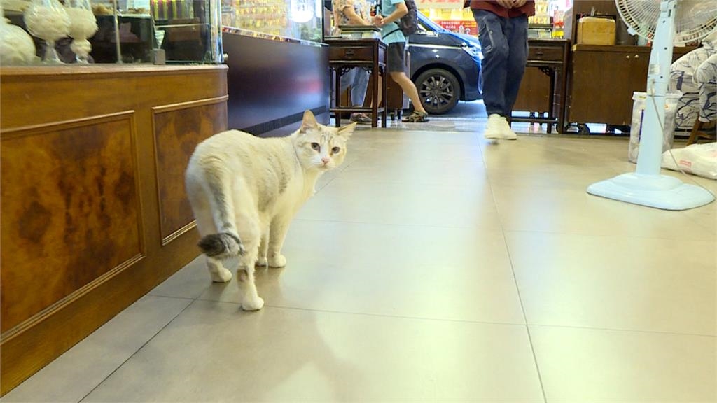 迪化街「貓店長薯條」被演習警報嚇跑走失　飼主找到半夜　粉絲貼尋貓啟示