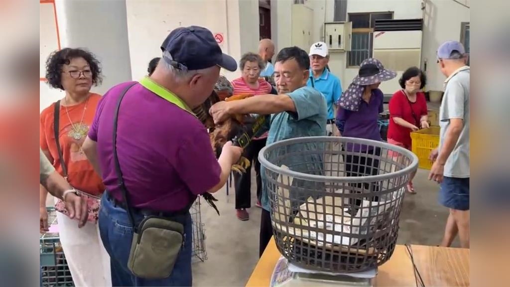 雞也過安檢？苗栗「聖帝廟」大雞比賽　出動「金屬探測器」檢驗