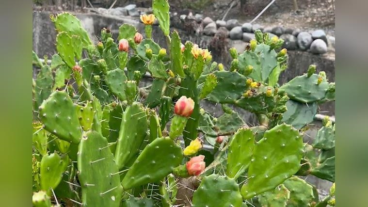 台東都蘭也有仙人掌! 可入菜也能做香皂 整株都是寶