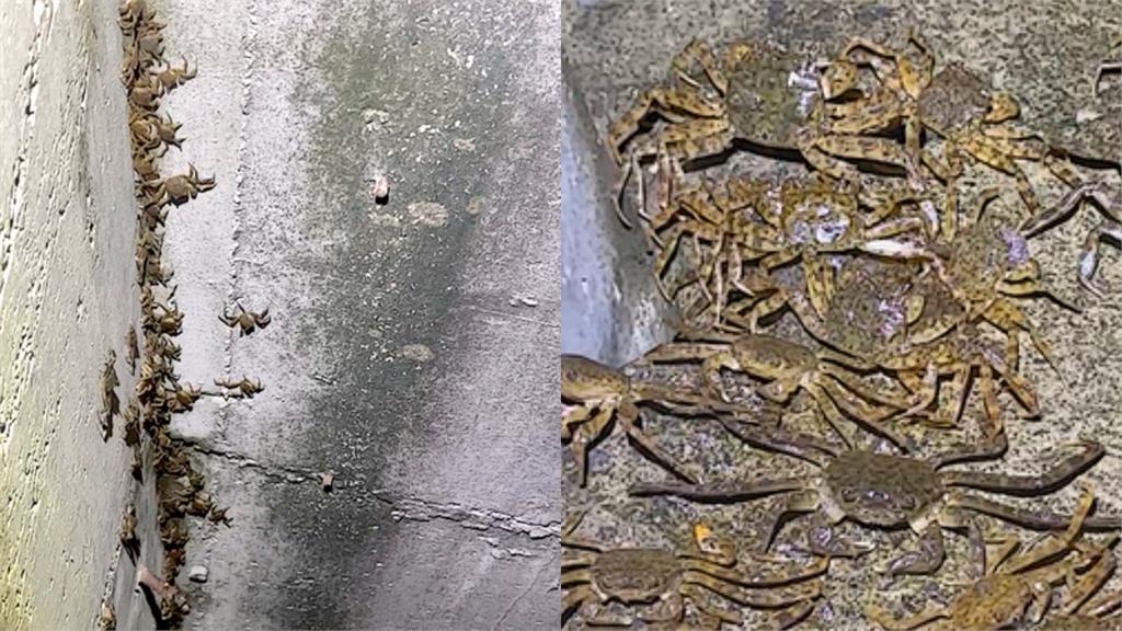 新店碧潭堰出現毛蟹大軍　密密麻麻「萬蟹奔騰」洄游畫面超震撼！