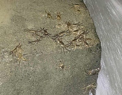 新店碧潭堰出現毛蟹大軍 密密麻麻「萬蟹奔騰」洄游畫面超震撼!