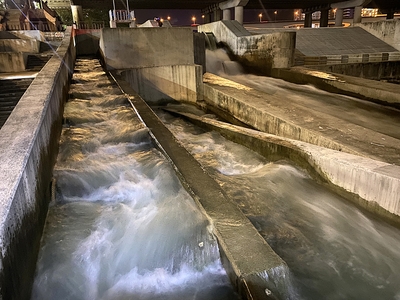 新店碧潭堰出現毛蟹大軍 密密麻麻「萬蟹奔騰」洄游畫面超震撼!