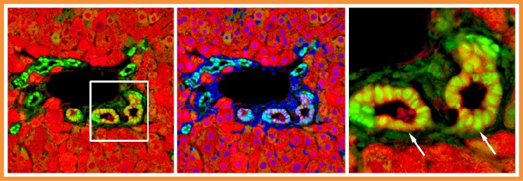 解密肝臟自癒能力！ 陽明交大聯手哈佛大發現關鍵基因