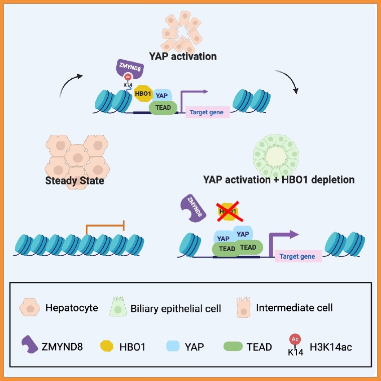 解密肝臟自癒能力！ 陽明交大聯手哈佛大發現關鍵基因