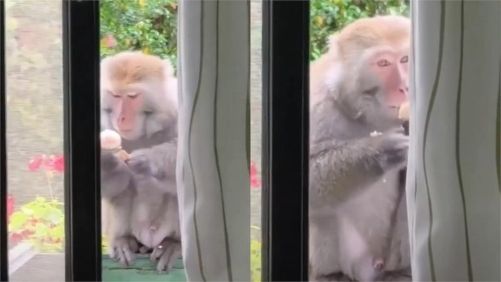 台灣獼猴「偷吃」不忘禮貌！闖辦公室嗑茶葉蛋⋯離開時「順手關窗」全被拍