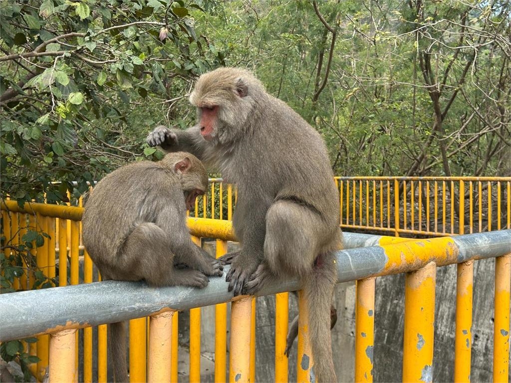 台灣獼猴「偷吃」不忘禮貌！闖辦公室嗑茶葉蛋⋯離開時「順手關窗」全被拍