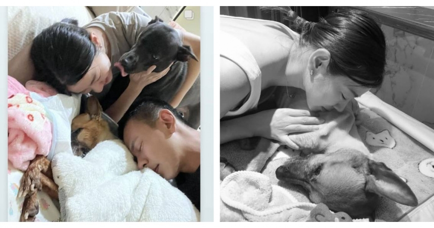 米可白消失1個月回歸《好運來》劇組!親曝愛犬離世傷痛後「5字」自嘲