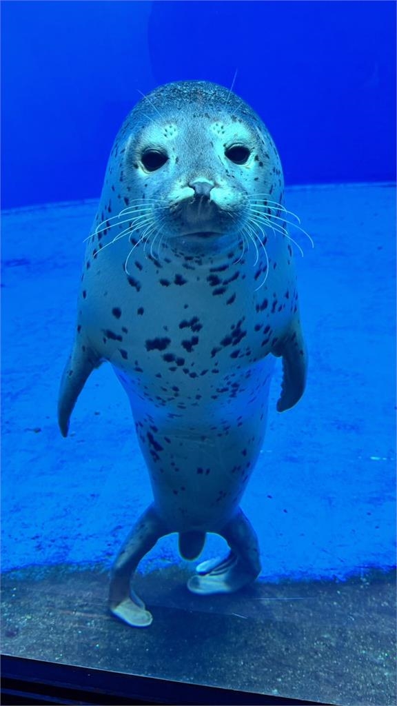 飼育員認錯名字以「土下座」道歉！霸氣海豹舉鰭原諒萌翻3100萬人