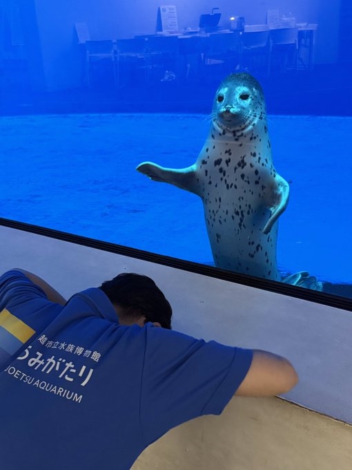 飼育員認錯名字以「土下座」道歉！霸氣海豹舉鰭原諒萌翻3100萬人