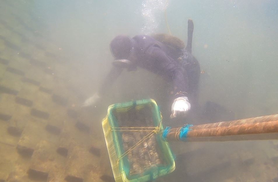 新北貢寮投入海膽養殖提高收益　產量供不應求